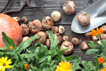 view directly above on bulbs put on a small shovel and part of orange squash and flowers on a plank  in autumn