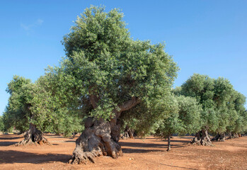 close-up on beautiful old and big olive tree with a twisted trunk anf large foliage growing in a field in red soil in Puglia, Italy