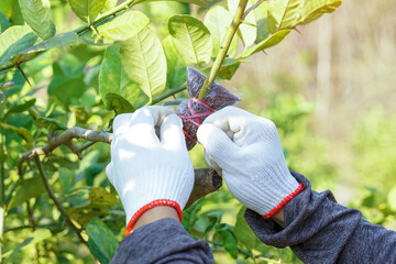 A farmer's gloved hands are carefully securing a lemon tree branch that is being air-layered (grafted) for vegetative propagation, showcasing horticultural technique.