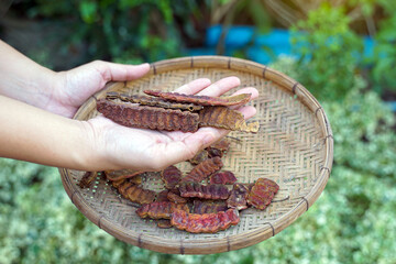 Dried, dark brown pods of Acacia concinna (Soap Pod/Sompoy) are held in a person's hands over a round bamboo basket, used as a traditional herbal remedy.