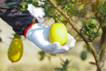 Unripe green lemons hang from a thorny branch of a citrus tree, surrounded by leaves. Focuses on the growth phase of this common cooking ingredient.