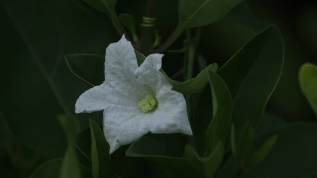Coccinia of the valley in the garden