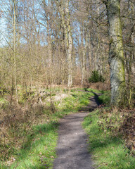Scenic walking path through a tranquil forest on a sunny day in early spring