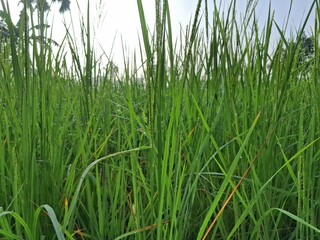Green Grass Field Landscape