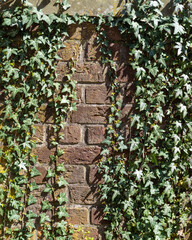 Green ivy gracefully climbs a rustic brown wall under sunlight in a serene garden setting