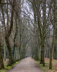 Serene walkway lined with tall trees invites peaceful stroll under cloudy skies