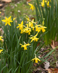 Beautiful daffodils blooming in springtime garden under bright sunlight