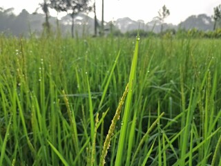 Green Rice Field Landscape