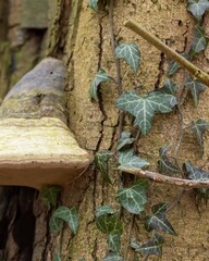 Intricate details of tree bark showcasing ivy and a mushroom growing on a forest tree