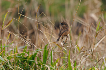 Redstart in its natural habitat sitting in the reeds