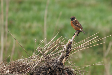 Redstart in its natural habitat sitting in the reeds