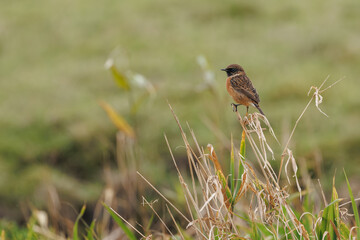 Redstart in its natural habitat sitting in the reeds