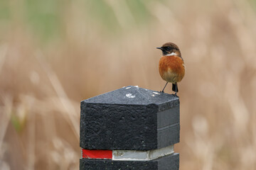 Redstart in its natural habitat sitting on a post