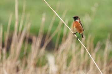 Redstart in its natural habitat sitting in the reeds