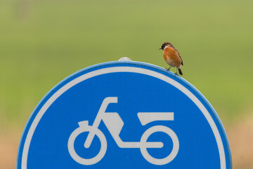 Redstart in its natural habitat sitting on a bicycle traffic sign