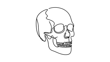  continuous line drawing of a human skull