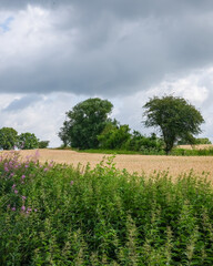 Golden wheat fields under cloudy sky with lush greenery and trees in rural countryside