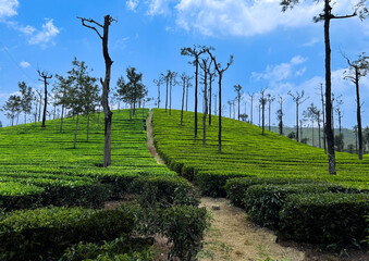 Lush green tea plantation on rolling hills with clear blue sky and scattered trees in South India
