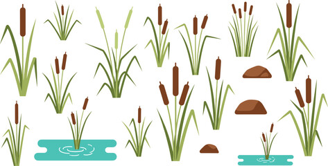 Flat vector wetland plants set featuring cattails, reeds, marsh grass, ponds, and natural habitat botanical elements illustration design