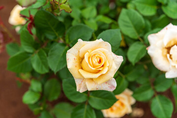 ばら園のバラ（伊奈の月）