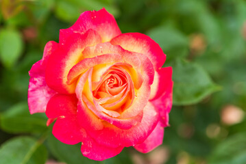 バラ園のバラ（聖火）