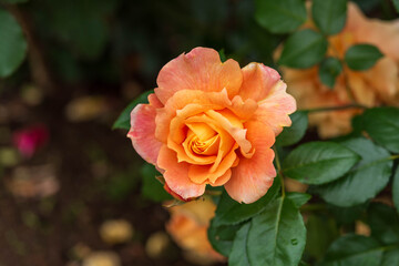 ばら園のバラ光輪（万葉）