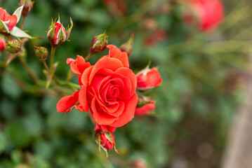 赤いバラ（浦和レッドダイヤモンズ）