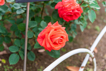 バラ園のバラ（ローラ）