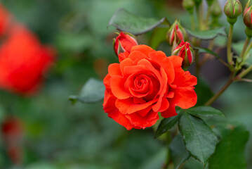 バラ園のバラ（チンチン）