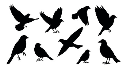 Obraz premium Collection of diverse bird silhouettes in various poses, from graceful flight to calm perching, beautifully illustrating the natural freedom and serene elegance of avian wildlife for creative projects