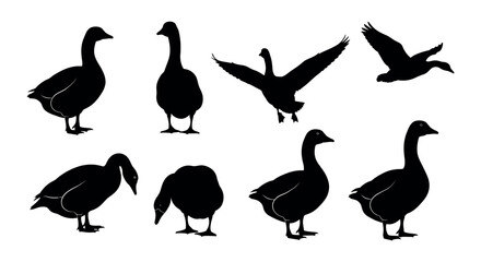 Fototapeta premium Diverse Collection of Geese Silhouettes Showcasing Various Poses and Movements, Ideal for Wildlife and Farm-Themed Designs – Detailed Vector Illustrations on a White Background