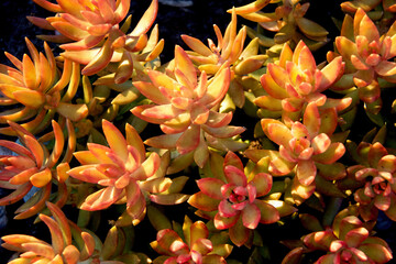 Golden Orange Succulent Plants in Sunlight Close-up