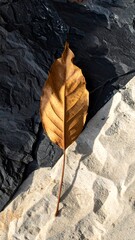 A single, brown, dry leaf rests between contrasting black and white stone textures in crisp, vertical composition