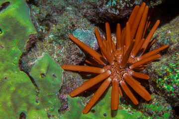 Closeup of a beautiful Slate Pencil Urchin in Hawaii, Hetevocentrotus mamillatus