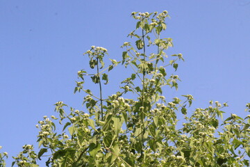 Chromolaena odorata flower and medicinal plant
