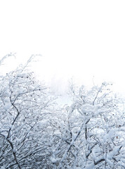 beautiful winter landscape with snowy bush branches in forest, light abstract background. cold frosty weather season. fairytale atmosphere. copy space. template for design