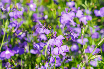 Flower. Lobelia. Botanical Garden. Gardening