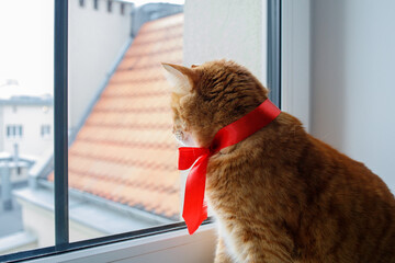 Ginger cat with festive red bow looking at the window. Pets at home before Christmas.