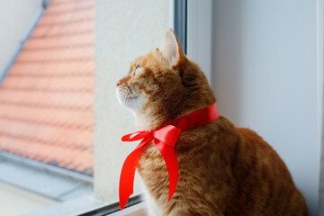 Ginger cat with festive red bow looking at the window. Pets at home before Christmas.