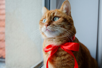 Ginger cat with festive red bow looking at the window close up portrait. Pets at home before Christmas.