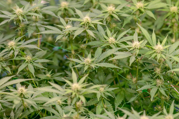 female early blossom marijuana SoG Sea of Green net hemp cultivation technique Growing pot indoor bloom stage growth Medical