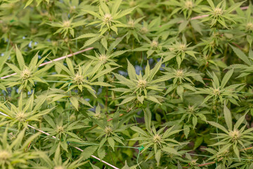 female early blossom marijuana SoG Sea of Green net hemp cultivation technique Growing pot indoor bloom stage growth Medical