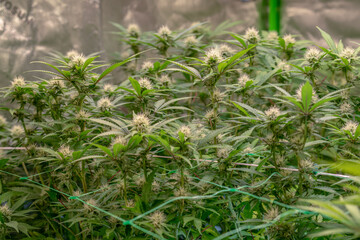 female early blossom marijuana SoG Sea of Green net hemp cultivation technique Growing pot indoor bloom stage growth Medical