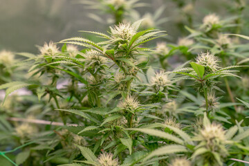 female early blossom marijuana SoG Sea of Green net hemp cultivation technique Growing pot indoor bloom stage growth Medical