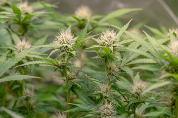 female early blossom marijuana SoG Sea of Green net hemp cultivation technique Growing pot indoor bloom stage growth Medical