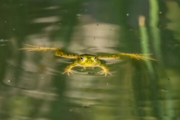 Chiricahua Leopard Frog (Lithobates chiricahuensis)...in 2002, the Frog Was Listed as Threatened Under the Endangered Species Act