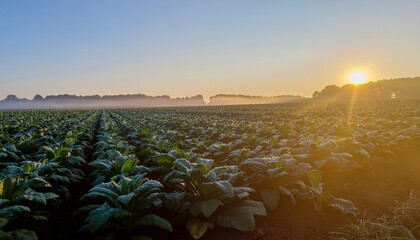 Golden sunrise over a vast agricultural field with rows of frosty green crops