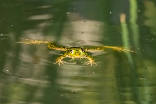 Chiricahua Leopard Frog (Lithobates chiricahuensis)...in 2002, the Frog Was Listed as Threatened Under the Endangered Species Act