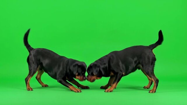 Two Rottweiler dogs playing together on a green screen background.