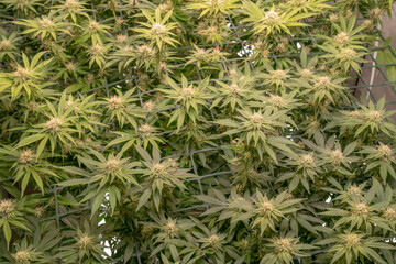 female early blossom marijuana SoG Sea of Green net hemp cultivation technique Growing pot indoor bloom stage growth Medical